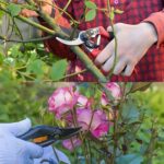 How to Make Rosemary Flowers Scent the Whole House