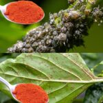 A Natural Pest Control Solution: 3 Kitchen Ingredients to Eliminate Whiteflies, Aphids, and Scale Insects