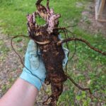 Lovage: Nature’s Culinary Gem