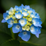 From Seed to Spice: Growing Anise at Home in Pots