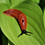 Brilliant tips to get the snake plant to bloom flowers