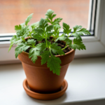 A Hidden Gem in Your Garden: The Benefits of Fingergrass